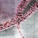 Visuel Octobre Rose